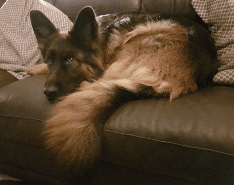 German Shepherd