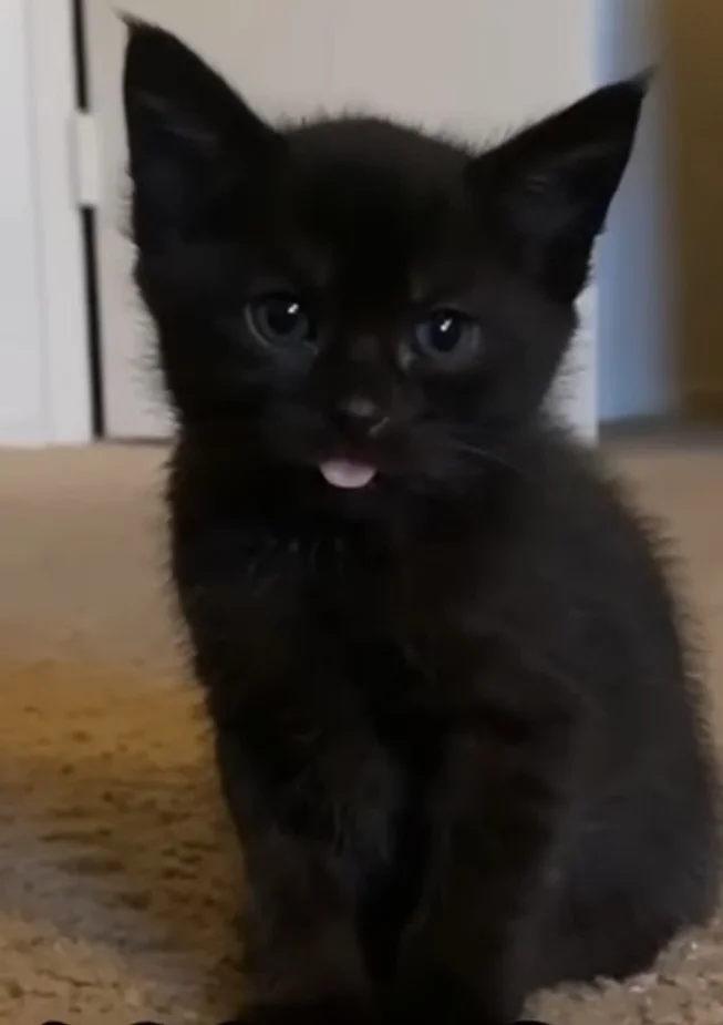 Vyzer