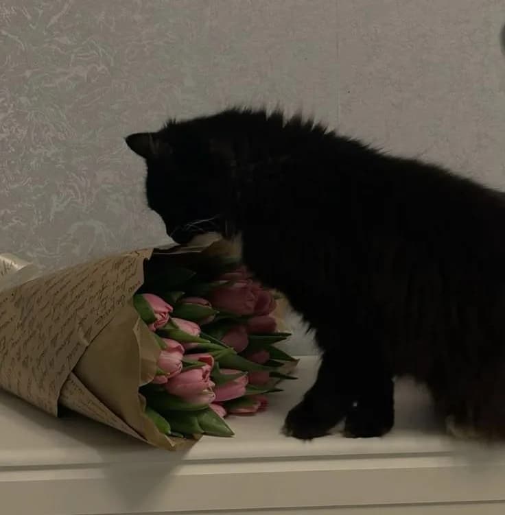 Alan Cosmode | Your Pet Cat