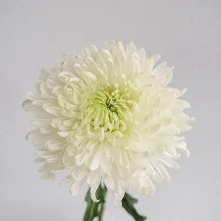 Zinnia